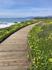 Coastal Wood Plank Pathway near Cambria
