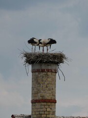Storch