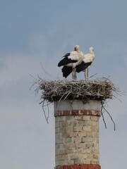 Storch