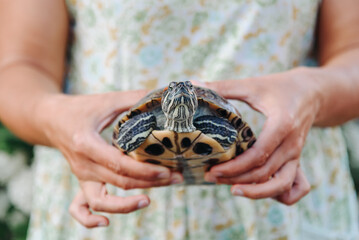 small turtle in woman hands, pond slider, Trachemys scripta, Emydidae, freshwater tortoise,...