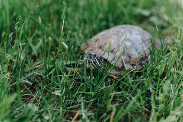 small turtle crawling in green grass, pond slider, Trachemys scripta, Emydidae, freshwater tortoise, Chrysemys scripta elegans, unusual pet for home, copy space