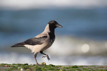 The hooded crow (Corvus cornix), scald-crow on the mediterranean beach.