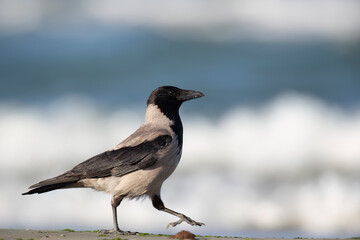 The hooded crow (Corvus cornix), scald-crow on the mediterranean beach.