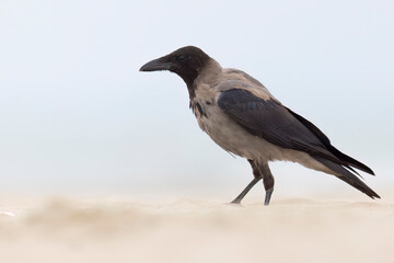 The hooded crow (Corvus cornix), scald-crow on the mediterranean beach.