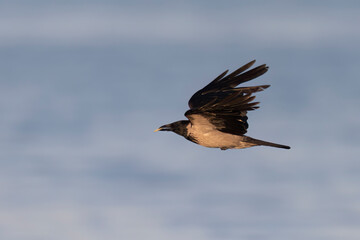 The hooded crow (Corvus cornix), scald-crow on the mediterranean beach.