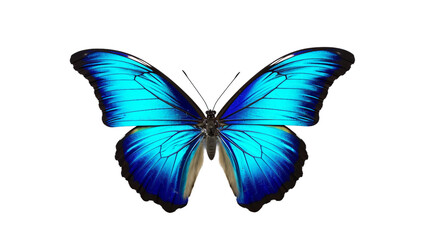 Fototapeta premium butterfly isolated on white background