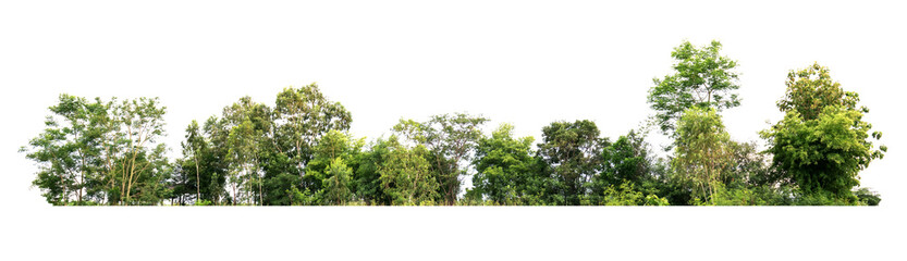 tree line isolate on white background