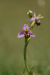 bee orchid (Ophrys apifera)