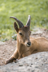 Mountain goat poses for the camera lying on the ground.