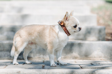 Fototapeta premium red and white chihuahua standing on stone stairs in park in sunny summer day, dwarf dog breed, dogwalking concept