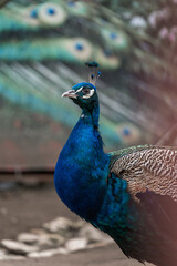 Fototapeta premium A beautiful peacock poses for the camera. Highly detailed peacock photo