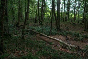 Fototapeta premium path in the forest. Fallen birch tree lying across a halcyon wood. 