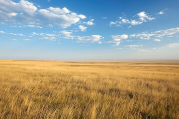 Obraz premium Golden grass stretching as far as the eye can see on a sunny day with scattered clouds