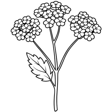 Line art of yarrow flower
