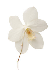 Fototapeta premium PNG Real Pressed white orchid flower petal plant.