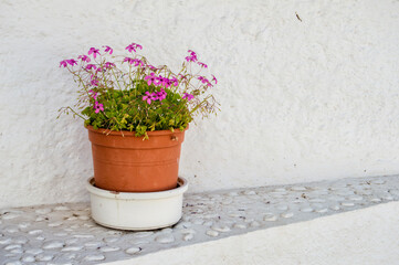 Plastic pot with oxalis and clover in a street on a white wall