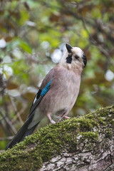 A charming jay is sitting on a branch and posing for the camera. A bird of the genus of jays of the Vranov family of the order sparrow-like.