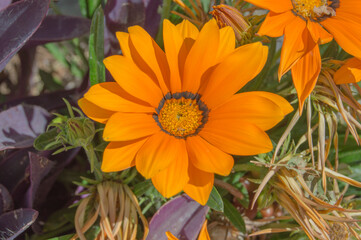 orange gazania flower close up view in a garden