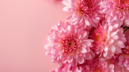 Close-up of vibrant pink chrysanthemums with lush petals against a matching pink background.