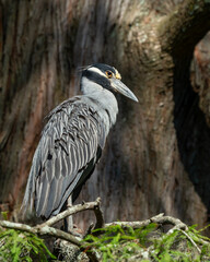 Black-crowned night heron perched on a tree branch