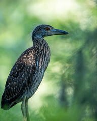 Fledgling yellow-crowned night heron perched on a tree branch