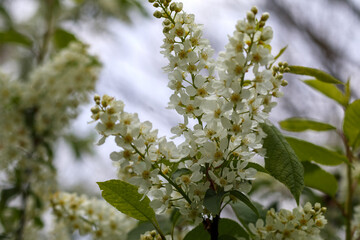 
Plump and white flowers on tree branches with yellow with green leaves