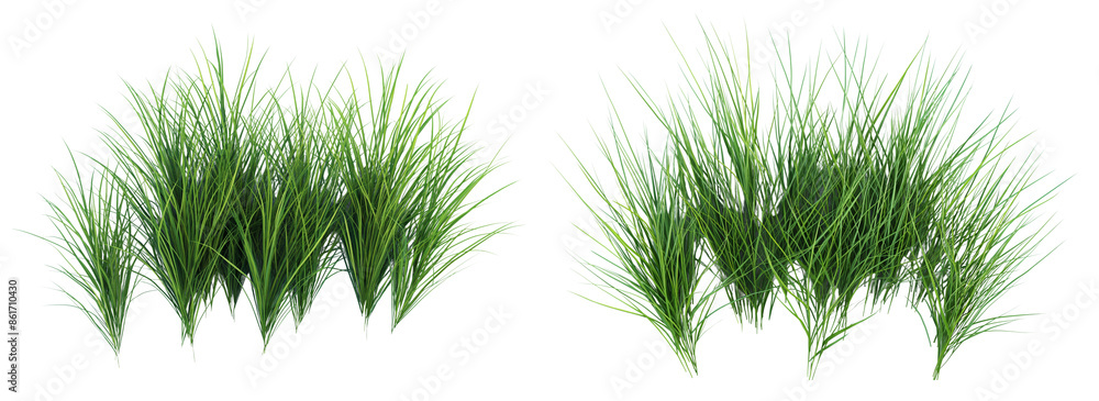 Poster 3d rendering of long grass set isolated on transparent or white background
