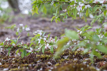 
small and white flowers with green leaves in the garden