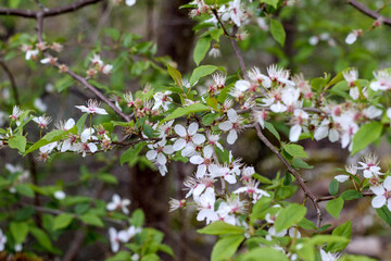 
small and white flowers with green leaves in the garden