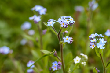 
small bluish and purple flowers in the grass
