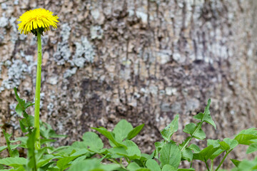 
yellow dandelion on the background of a tree trunk with moss