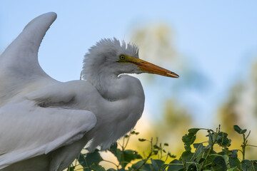 Fledgling great egret