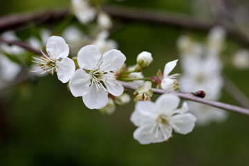 
White blossom of cherry tree branch in spring