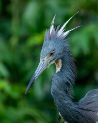 Closeup of a tricolored heron