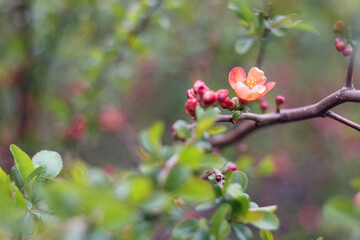 Apple branch with red apple blossom