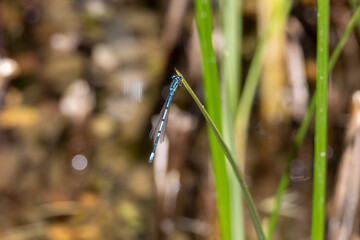 Common blue damselfly or Northern bluet on grass