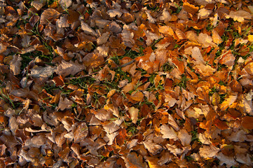 Autumn leaves in low sunset light.