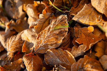 Autumn leaves in low sunset light catching the first frost.