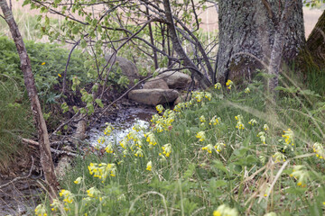 
small and yellow wildflowers in a forest or meadow