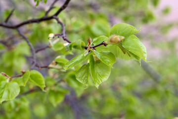 
green tree leaves on a branch