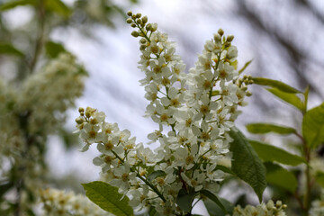 
white flowering tree branch in spring