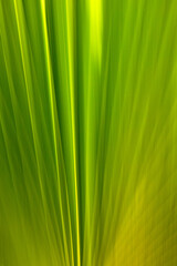 Photography with intentional camera movement or ICM. Big Palm leaf with its veins.