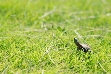 芝生の草原を歩く子亀