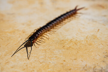 Many-legged poisonous animal with an exoskeleton.