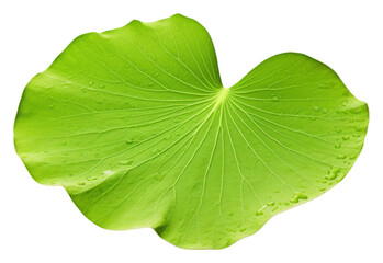 PNG Leaf plant petal green.