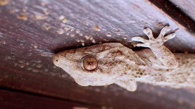 Close-up of the head of a Perenquen Majorero adhered upside down with its adhesive lamellae. Canary Island.