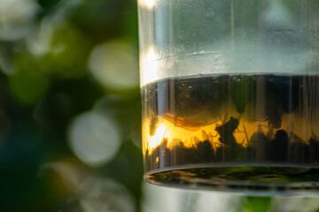 close up view of dead insects caught in an asiatic wasp trap