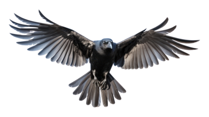 PNG Animal flying bird white background.