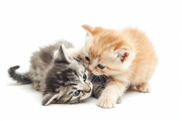 Obraz premium Two playful kittens, one ginger and one gray, interacting affectionately on a white background, showcasing their adorable bond and lively expressions