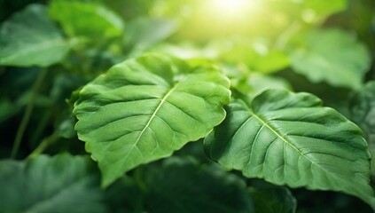 Closeup nature view of green leaf on sunlight, natural green plants using as a background and wallpaper concept